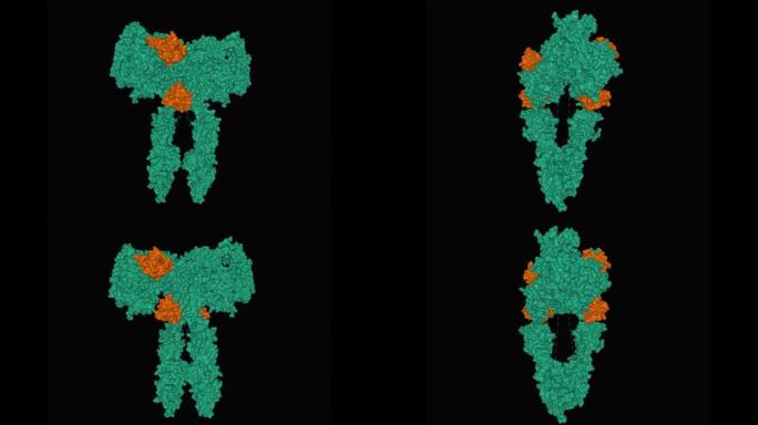 与四个胰岛素分子 (棕色) 结合的全长胰岛素受体 (绿色) 的结构