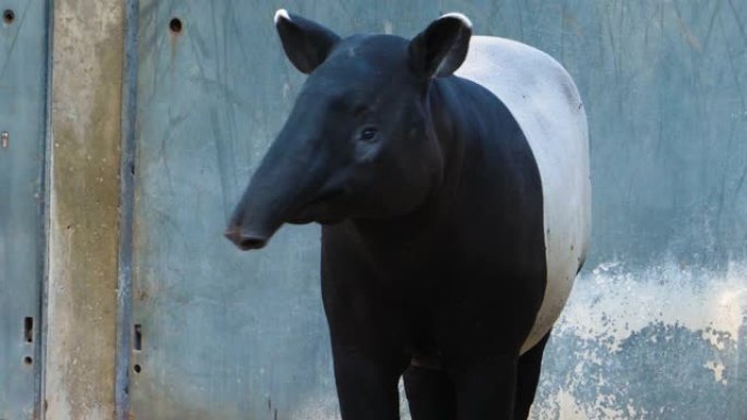 tapir头移动鼻子的特写