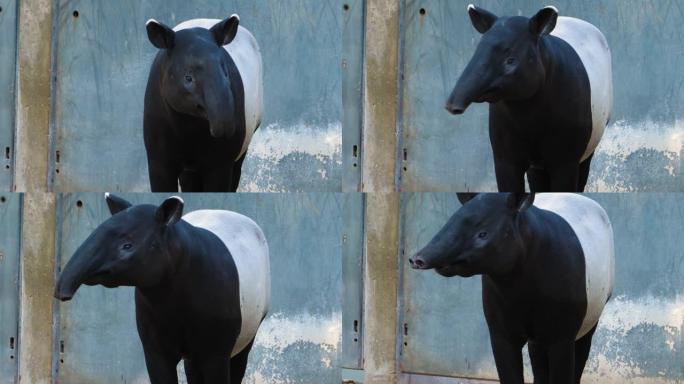 tapir头移动鼻子的特写