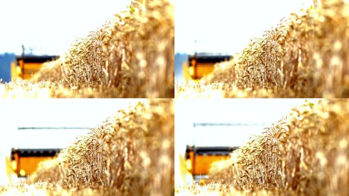 联合收割机切割小麦