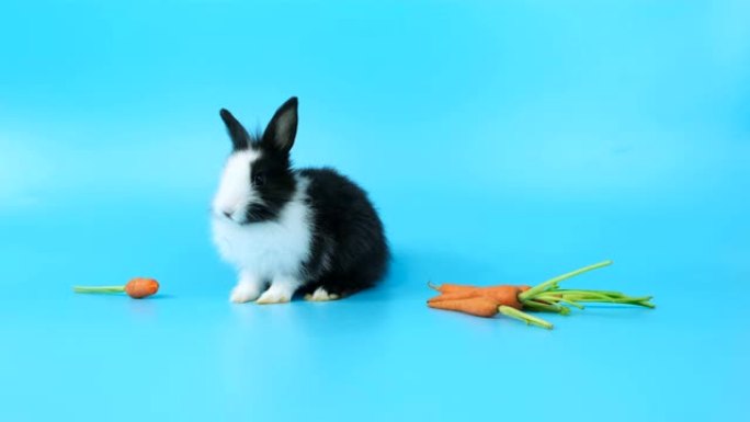 兔子在蓝屏上吃小胡萝卜。