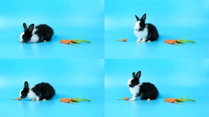 兔子在蓝屏上吃小胡萝卜。