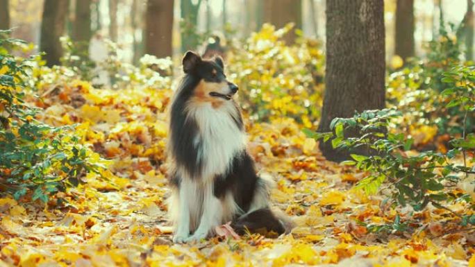 三色粗牧羊犬，有趣的苏格兰牧羊犬，长发牧羊犬，英国牧羊犬，秋日户外狗。肖像