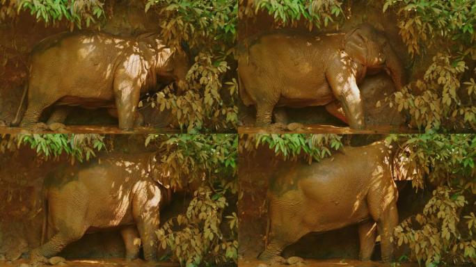 慢动作60 fps拍摄的母象在柬埔寨Mondulkiri的丛林中洗澡后玩泥