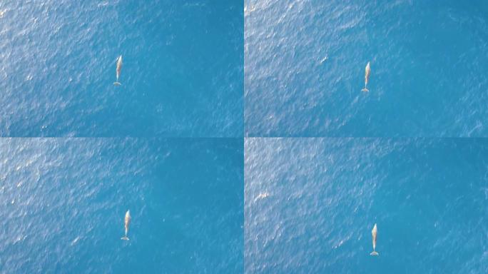 孤海豚在蓝色深海水下游泳。鸟瞰图飞越海豚在海中游泳