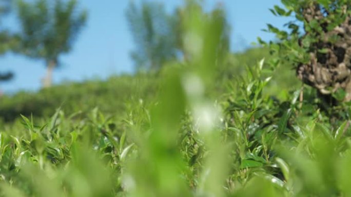 种植园近景沿茶灌木叶片的运动