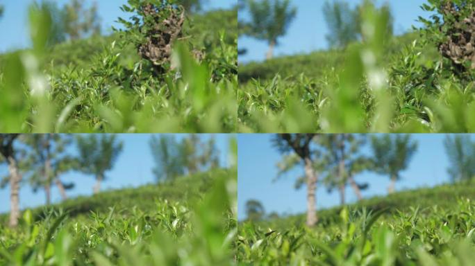 种植园近景沿茶灌木叶片的运动