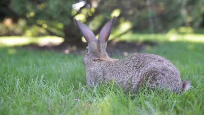 晴天生长在绿色草地上的耳朵长的成年大灰野兔。可爱的灰色兔子坐在公园的绿色草地上的特写。棕色的兔子。美