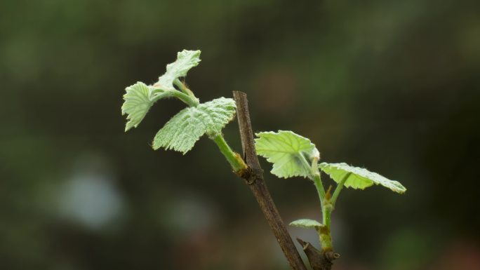 葡萄发芽展叶春天生机勃勃万物生长延时