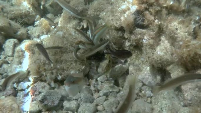 食用受伤的紫海胆 (Paracentrotus lividus) 的不同物种的濑鱼躺在海床上，上面覆