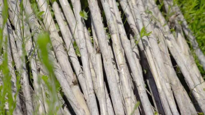 植物之间地面上的干燥竹干
