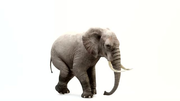 行走大象的CG渲染。循环动画。