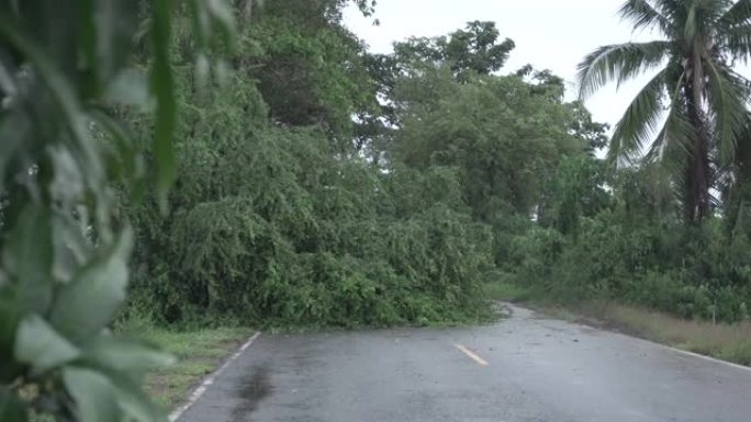 暴风雨过后路上的断树