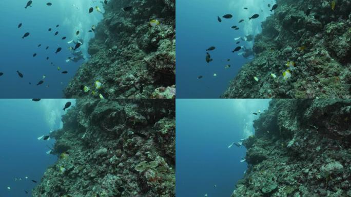 热带珊瑚鱼在海底珊瑚礁游泳