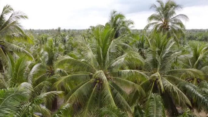椰树农场鸟瞰图缩小技术。