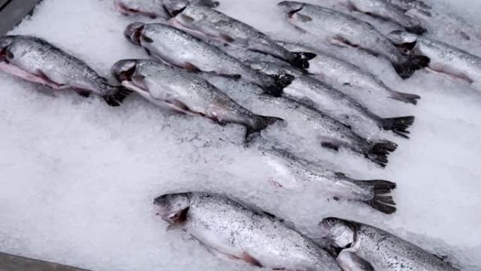 冰上鲜鱼鲑鱼鳟鱼，在杂货店大卖场出售冷冻鱼