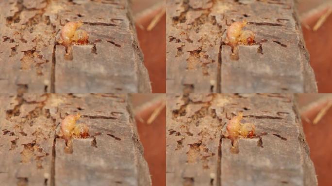 木虫吃穿木板特写微距拍摄