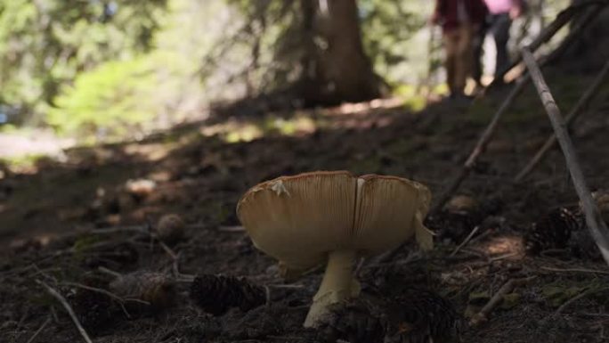 特写有毒蘑菇生长在山区的松树林中，背景是走路的男孩和狗杰克·罗素的男人。森林中的采蘑菇者在早晨的夏天