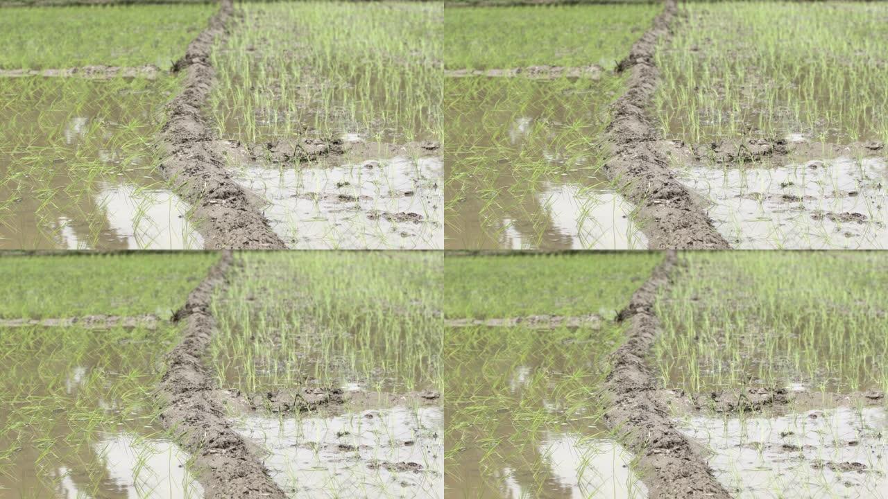 北阿坎德邦的稻田，