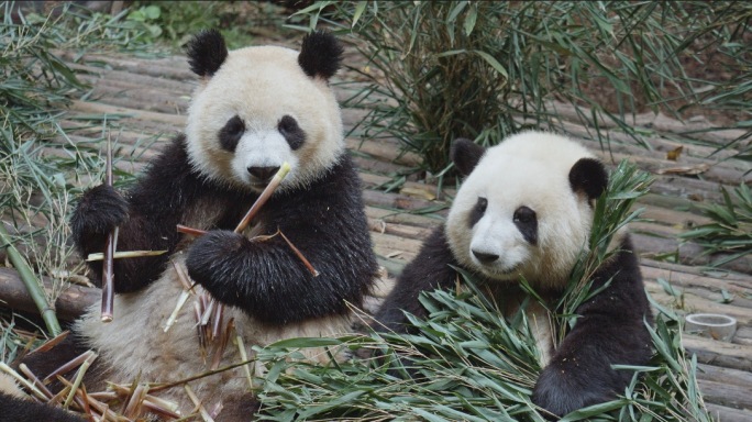 网红大熊猫和花润玥一起吃饭