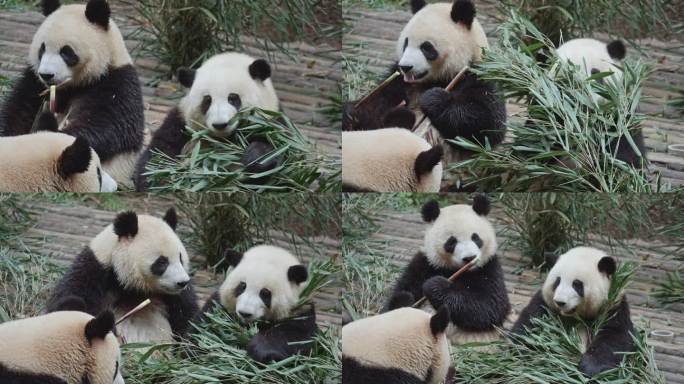 网红大熊猫和花润玥一起吃饭