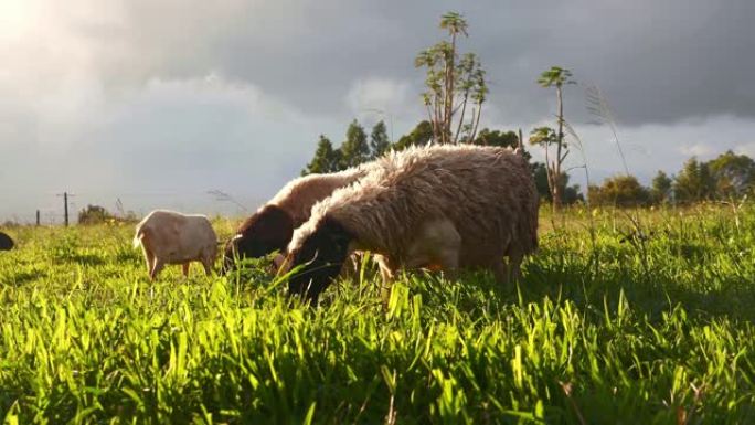 绿色牧场上可爱的绵羊。
