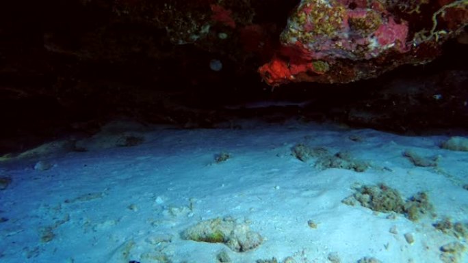 马尔代夫印度洋珊瑚檐口下游泳的年轻白鳍礁鲨