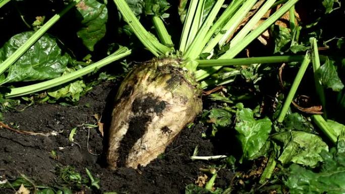 用成熟的根茎类蔬菜种植甜菜。