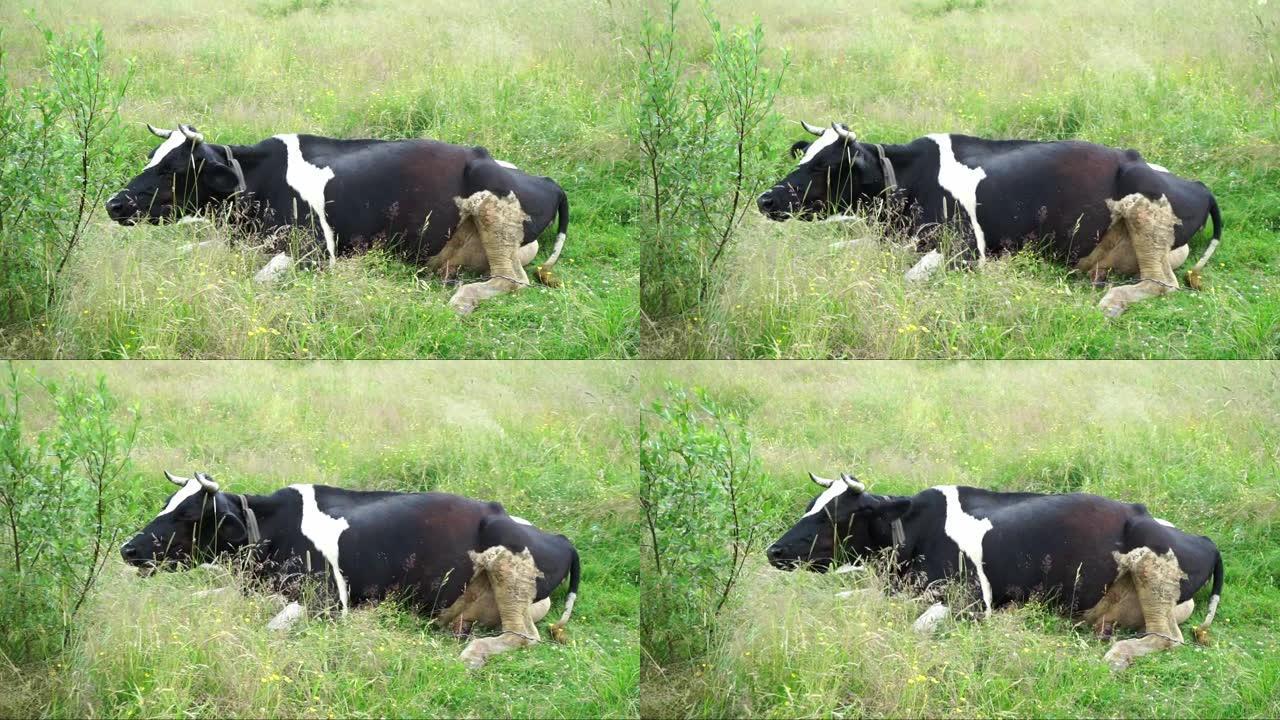 一头母牛躺在草地上，咀嚼并摇动其皮肤以抵御昆虫