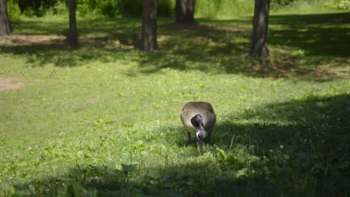 加拿大鹅在公园1吃草