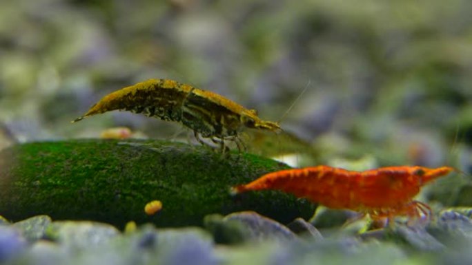 淡水水族馆里的虾。新鱼虾或日利虾。