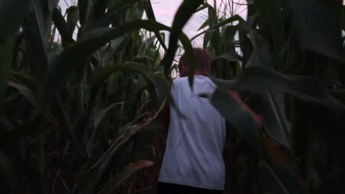 童子在玉米田上玩耍，奔跑和回望。