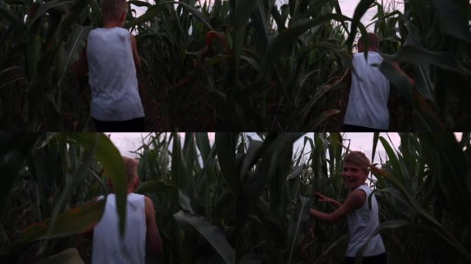 童子在玉米田上玩耍，奔跑和回望。