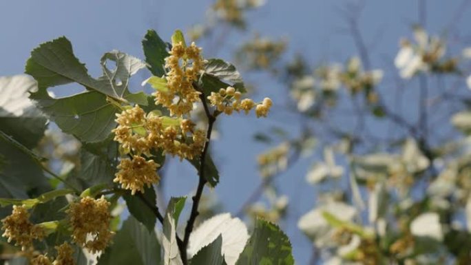 银色菩提树的芬芳花朵4k镜头