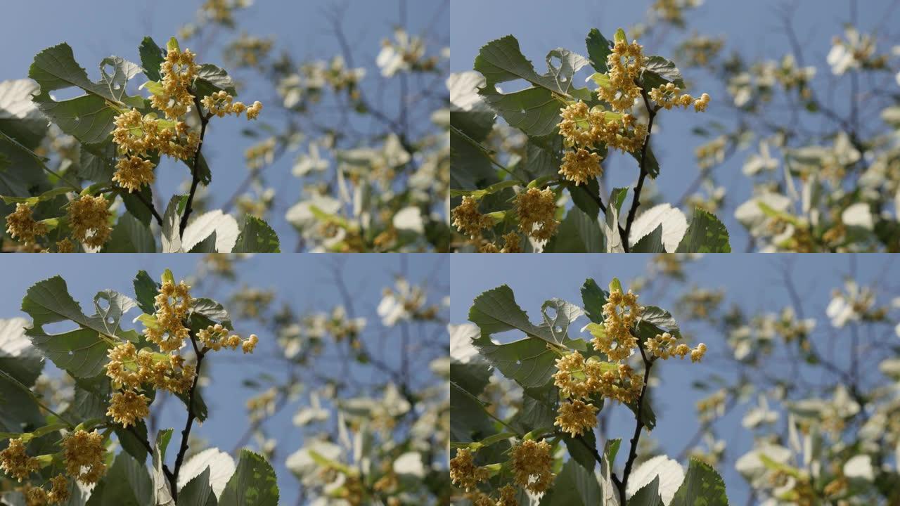 银色菩提树的芬芳花朵4k镜头