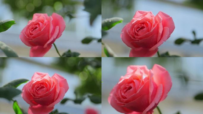 粉里透亮的月季花 4k 50p