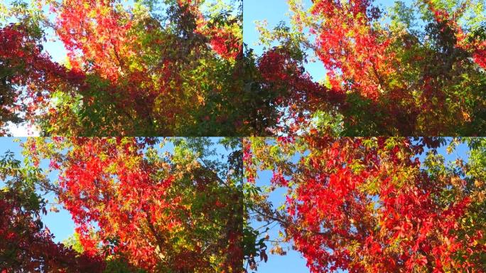 用秋天的黄色枫叶从树的底部到顶部射击