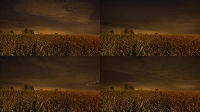 内布拉斯加州玉米地在夜晚，星光和云朵在头顶上飘过，庄稼小麦全高清延时视频