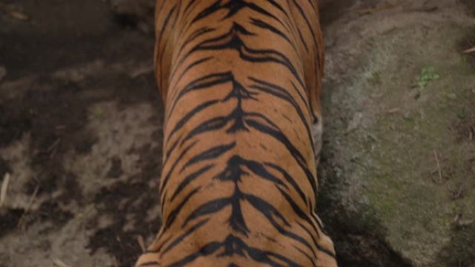 老虎在丛林地板上小便