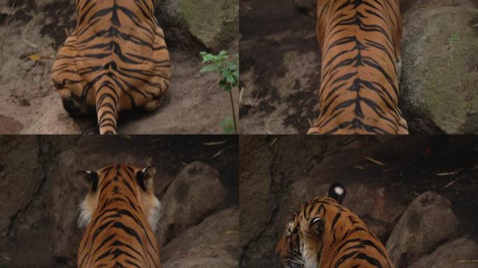 老虎在丛林地板上小便
