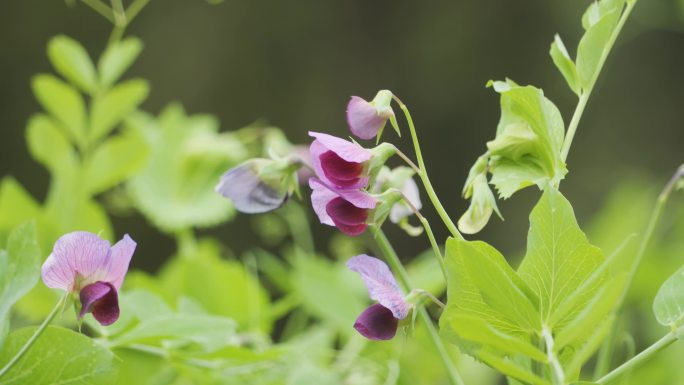 豌豆花春暖花开豌豆嫩芽