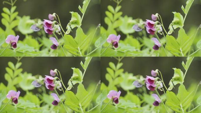 豌豆花春暖花开豌豆嫩芽