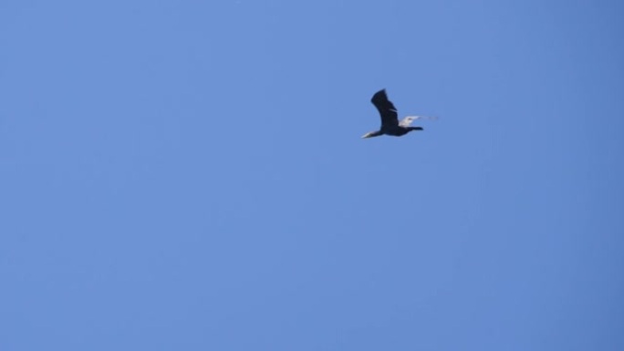 慢动作。鸟雁编队飞翔，蓝天。迁徙的大鸬鹚鸟类编队飞行。