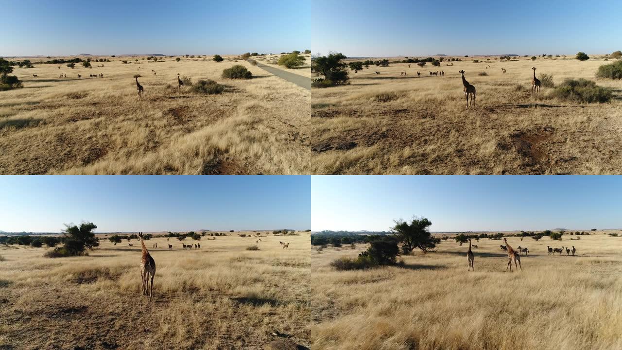 在克鲁格国家公园奔跑的长颈鹿