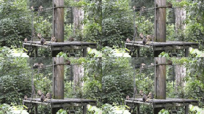 长尾猕猴，婆罗洲，马来西亚