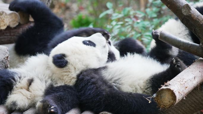 熊猫宝宝嬉戏