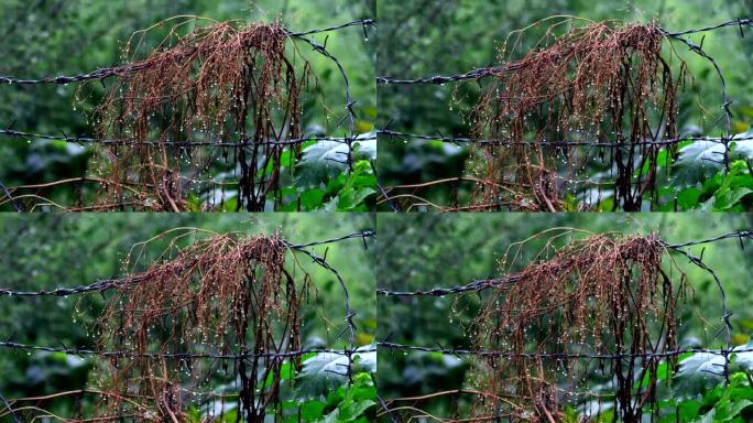 雨季保护用的带刺铁丝网