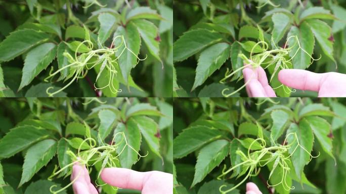 特写女性的手轻轻地摸着一根年轻的绿树枝。