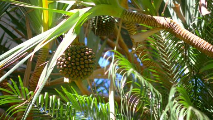 夏威夷的棕榈树果实4k慢动作60fps