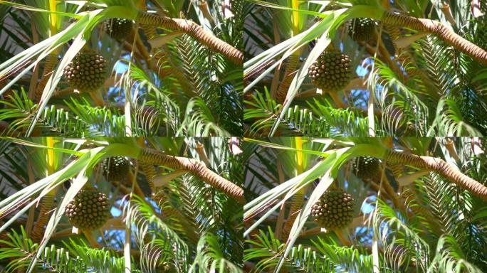 夏威夷的棕榈树果实4k慢动作60fps